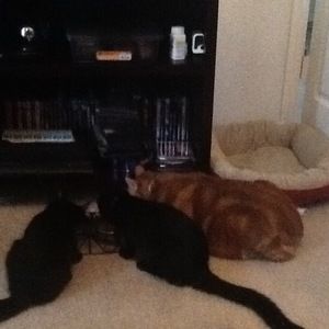 Meet your Posher, Avery